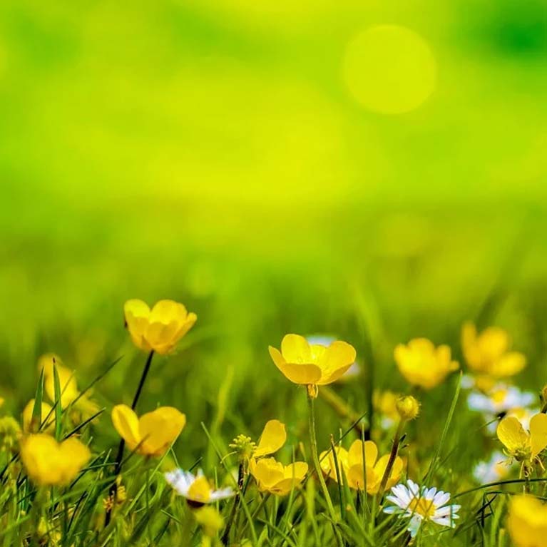 Spring Statement 2025 image